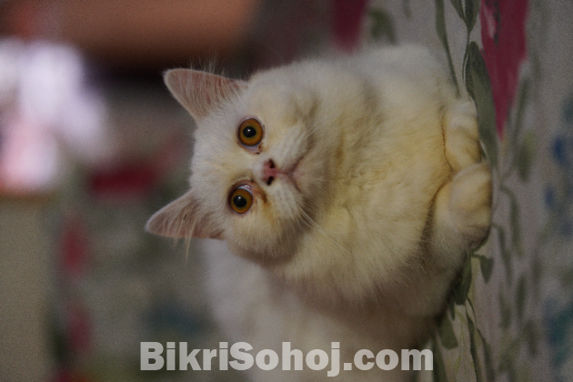 Traditional Persian